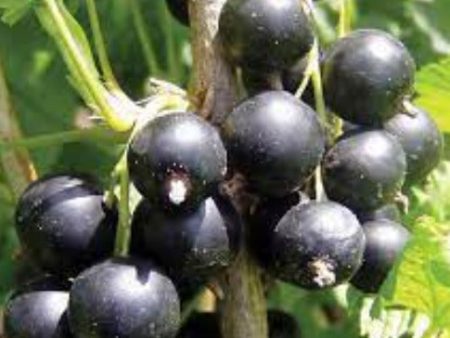 Fragrance Bulk Black Currant 500 mls Online now