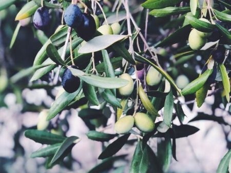 Fragrance Bulk Groove  Olive Grove CLA 1 litre For Sale