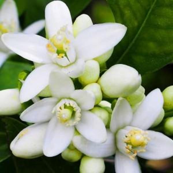 Neroli Essential Oil 50 mls For Cheap