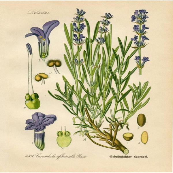 EO Lavender Essential Oil 100 mls Online now