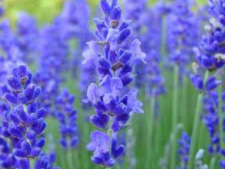 Fragrance Bulk Blue Lavender CLA 1 litre Online now