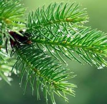 EO Pine Needle Essential Oil 20 mls Hot on Sale