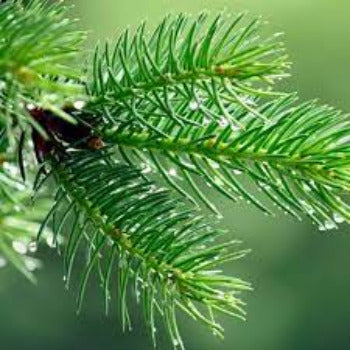 EO Pine Needle Essential Oil 20 mls Hot on Sale