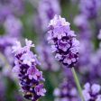 Fragrance Bulk Lavender CLA 1litre For Sale