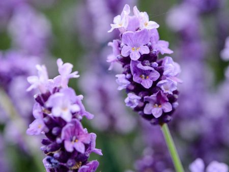 Fragrance Bulk Lavender CLA 1litre For Sale