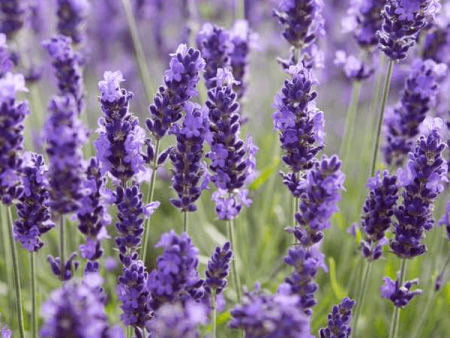 EO Lavender Essential Oil 50 mls For Cheap